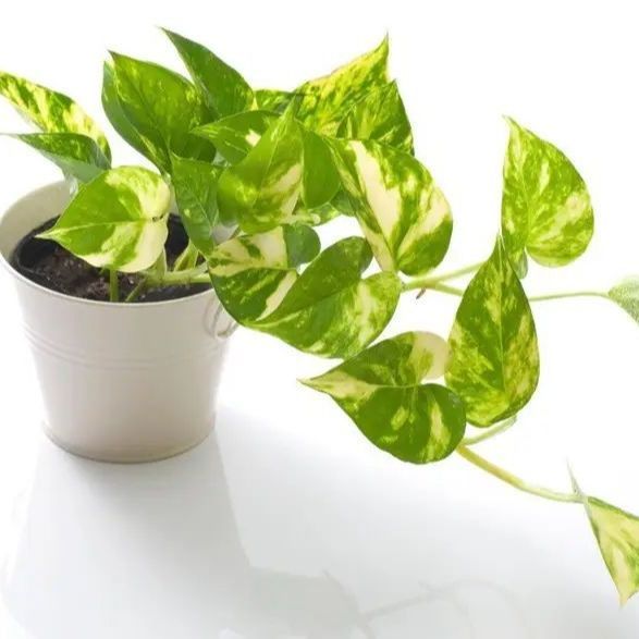 Golden%20leaf%20pothos%20money%20plant%20%20indoor%20and%20outdoor%20plant%201%20pcs%20-%20Image%207