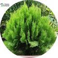 20 Pcs Thai Jhau Tree Plant Seeds - 20 Pcs Seeds. 