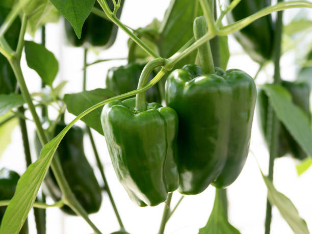 Versatile%20-%20Hybrid%20Green%20Capsicum%20Seeds%2022%20Pices%20+%20gift-%20Tremendously%20Adaptable%20and%20flexible%20-%20Indicating%20Upscale%20lifestyle%20-%20Image%207