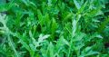 Arugula Rocket Leaves রকেট সালাদ Seed/বীজ- ২৫ পিস. 