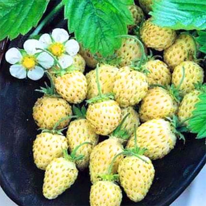 Global%20Green%20Strawberry%20Fruit%20Seeds%20-%2020%20Pcs%20Seeds%20-%20Image%205