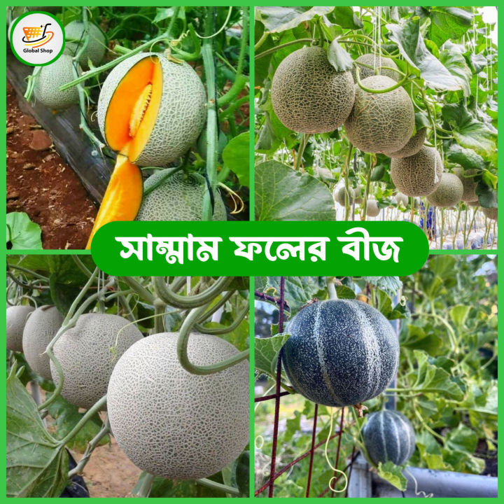 Sol Set Rockmelon 20 pcs Rock Melon (সাম্মাম ফল ) Seeds. / Rock Melon seeds | Daraz.com.bd