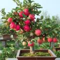 Apple Tree SeedS -15 Pcs (Imported Global Seeds)**. 