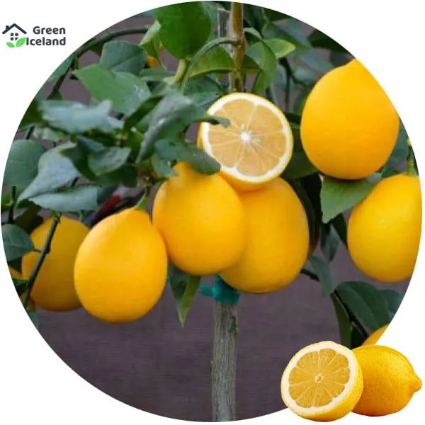 Dwarf%20Lemon%20Tree%20Seeds%20-%2010%20Pcs%20Seeds%20-%20Image%203