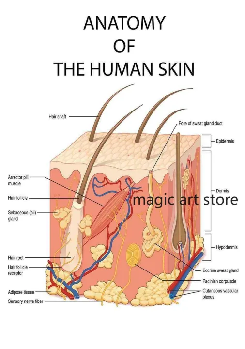 Face%20Anatomy,The%20Human%20Skin%20,lip%20,hair%20Anatomy%20Muscle%20Detailed%20Medical%20Art%20Poster%20Canvas%20Painting%20Wall%20Print%20Picture%20Home%20Decor%20-%20Image%207