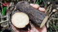 The famous Chuijhal of Khulna. 