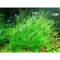 300+ Leoie Aquarium Plant Seeds Aquatic Water Grass for Fish Tank Foreground Plant Decor. 