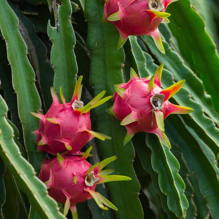 Giant Dragon Pitaya Fruit Seeds - 20 Pcs Seeds