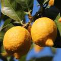 Natural Dwarf Lemon Tree Seeds - 5 Pcs Seeds (Global Seeds). 