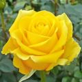 Yellow Color Rose Seeds - 30 Pcs Seeds (Global Seed). 