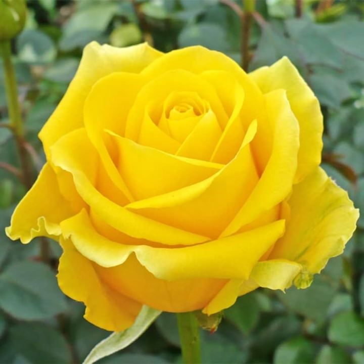 Yellow%20Color%20Rose%20Seeds%20-%2030%20Pcs%20Seeds%20(Global%20Seed)%20-%20Image%203