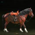 1/12 Scale Horse Figure Action Figure Accessory for 6 inch Figure Accessory.