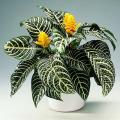 Egrow 20 Pcs/Pack Kudoacanthus Albonervosus Seeds. 