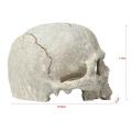 Creative Exotic Environments Human Skull Aquarium Ornament Home Office Decor. 