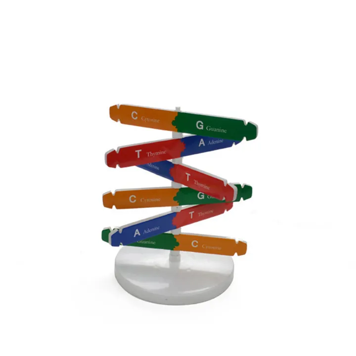 %EF%BC%88New%EF%BC%89DNA%20Model%20Double%20Helix%20tructure%20Teaching%20Toy%20AB%20Double%20Helix%20DIY%20Human%20Gene%20for%20Biological%20cience%20-%20Image%205