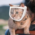 5211JEW Transparent Chewing Safety Anti Bite Pet Product Cat Muzzle Kitten Muzzles Bathing Grooming Tools Mouth Guard.