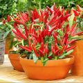 Thai Hybrid Spaicy Red Hot Pepper Seeds - 30+ Pcs Seeds.