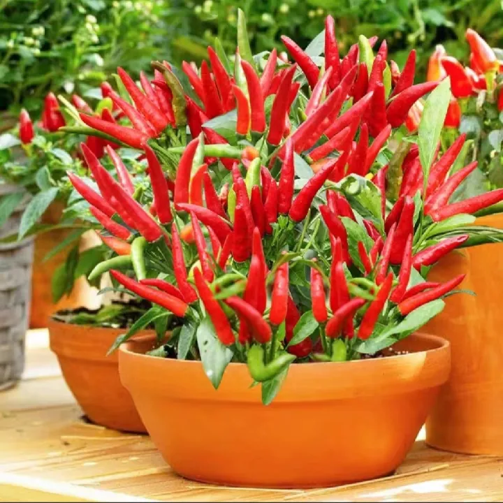 Thai%20Hybrid%20Spaicy%20Red%20Hot%20Pepper%20Seeds%20-%2030+%20Pcs%20Seeds%20-%20Image%203