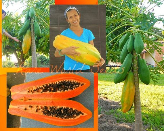 Italian%20Papaya%20Seeds-30%20pice%20Seeds%20-%20Image%203
