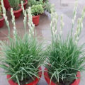 Tuberose Bulb Double Pattern 5 piece / Rojonigondha flower seed. 