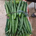 High Germination Best Quality Green Cucumber Seed F1 Hybrid Intake Paket Seeds. 