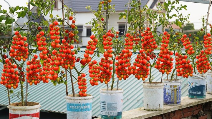 Hybrid%20cherry%20tomato%20seed%2025%20pice%20+%20gift%20-%20Image%203
