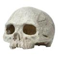 Creative Exotic Environments Human Skull Aquarium Ornament Home Office Decor. 