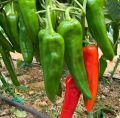 Thai Spicy Green Banana Chili Seeds - 33+ Seeds. 