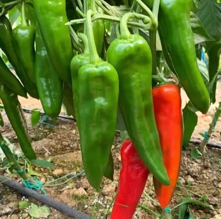 Thai%20Spicy%20Green%20Banana%20Chili%20Seeds%20-%2033+%20Seeds%20-%20Image%205
