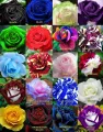 Global Mixed Rainbow Roses Flower Seeds - 30 Pcs Seeds. 