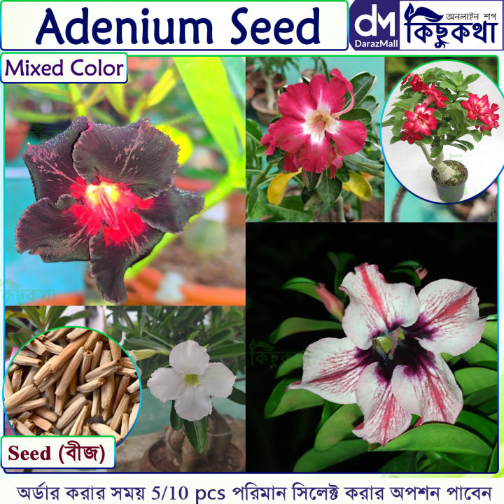 Adenium Bonsai 05/10 pcs Seed Obesum Mix Color Single Petal - এডিনিয়াম ...