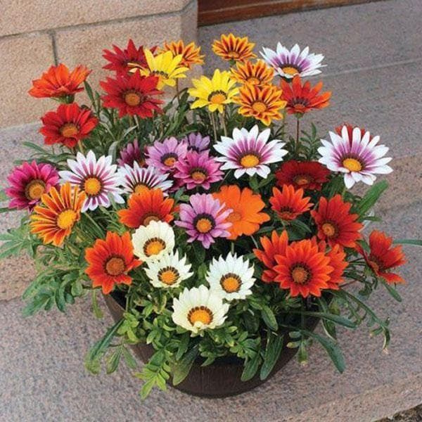 Gazania Flower Seed 15 Seed Multicolor Flower Daraz bd gazania-flower-seed-15-seed-multicolor-flower-daraz-bd
