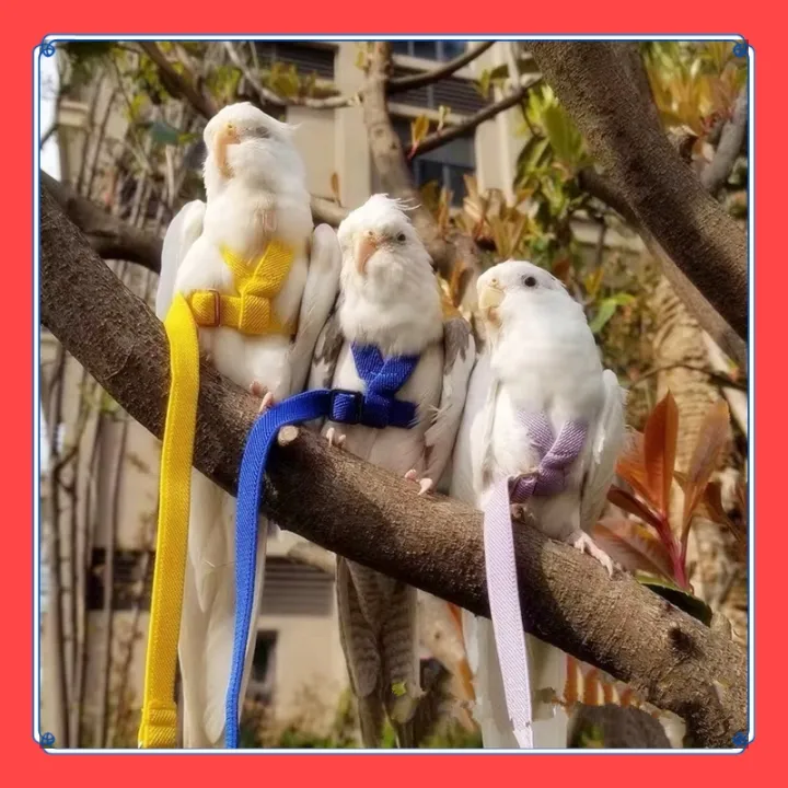 VibeVendor%20Bird%20leash,%20Pet%20Parrot%20Bird%20Harness%20and%20Leash%20Flying%20Rope%20Straps%20Outdoor%20Bird%20Flying%20Harness%20Training%20Traction%20Rope%20for%20Budgerigar%20Cockatiel%20Small%20Birds%20-%20Image%203