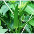 Pure Deshi Deros seeds 20 Pse Intack pack. 
