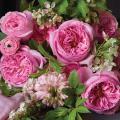 Natural Pink Juliet Roses Flower Seeds - 30 Pcs Seeds.