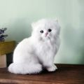 Realistic Cute Simulation Stuffed Plush White Persian Cats Toys Cat Dolls Table Decor Kids Boys Girls.