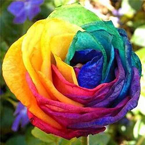 Global%20Rainbow%20Rose%20Flower%20Seeds%20-%2015%20Pcs%20Seeds%20-%20Image%205
