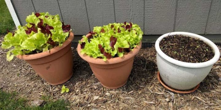 Lettuse%20Seed%20-%2025/50%20pcs%20F1%20Hybrid%20-%20%E0%A6%B2%E0%A7%87%E0%A6%9F%E0%A7%81%E0%A6%B8%20%E0%A6%AA%E0%A6%BE%E0%A6%A4%E0%A6%BE%E0%A6%B0%20%E0%A6%AC%E0%A7%80%E0%A6%9C%20-%20Image%206