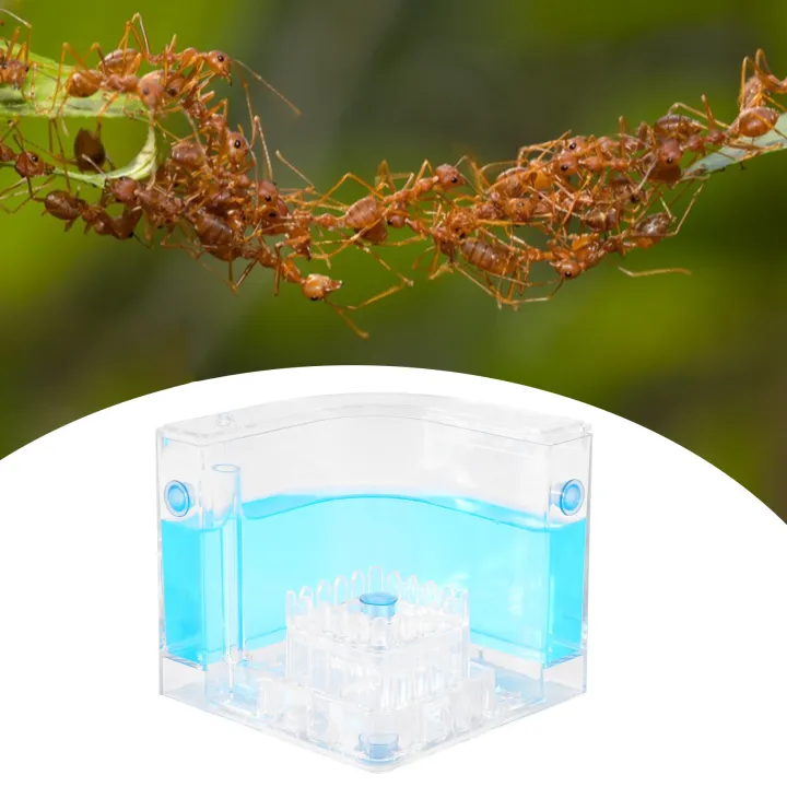 DIY%20Moisture%20with%20Feeding%20Area%20Ant%20Nest%20Ant%20Farm%20Ant%20Nests%20Villa%20Pet%20-%20Image%207
