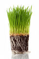 Cat Grass Seed - 50 gm/40000+ Seed For Cat and Other Animal Eating Grass.