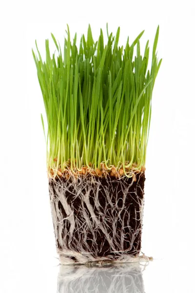 Rabbit%20Grass%20Seed%20-%2010/20/50%20Gram%20Seed%20For%20Rabbit%20Cat%20and%20Other%20Animal%20Eating%20Grass%20-%20Image%202