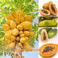 Yellow Gold Papaya Imported Global Seeds- 10 Pcs Seeds.