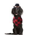 Factory wholesale new pet hat dog dog cowboy hat triangle scarf set head cover cat funny pet hair accessories. 