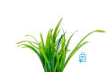 Sagittaria subulata Aquarium Live Plant Dwarf Sagittaria Water Plant for Aquarium, Fish tank, Guppy Tank Or Pound (3 stem) (not cup just stem) It's need soil. 