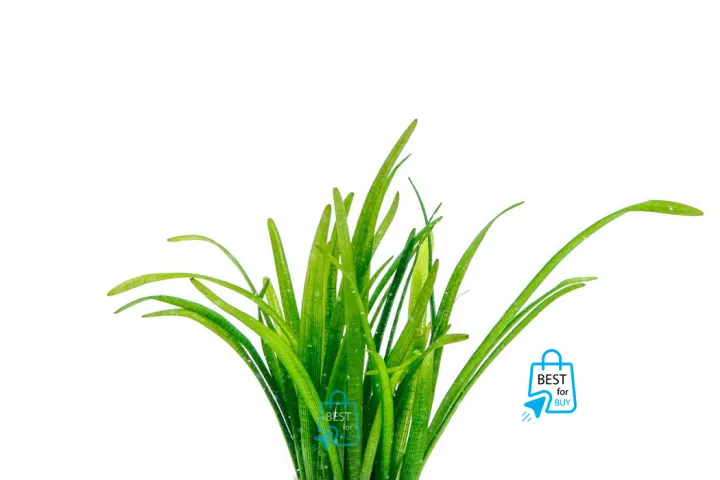 Sagittaria%20subulata%20Aquarium%20Live%20Plant%20Dwarf%20Sagittaria%20Water%20Plant%20for%20Aquarium,%20Fish%20tank,%20Guppy%20Tank%20Or%20Pound%20(3%20stem)%20(not%20cup%20just%20stem)%20It's%20need%20soil%20-%20Image%204