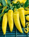 Bonsai Vegetable Lemon Drop HOT Chilli Seeds Organic Seeds Prolific garden decoration plant 20pcs. 
