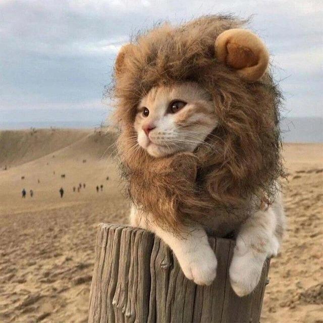 Funnny%20Lion%20Mane%20Wig%20for%20Cat%20Dog%20Halloween%20costumes%20cosplay%20-%20Image%203