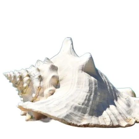 Conch%20%20Powder%20Shongkho%20Gura%20100gm%20-%20Image%204
