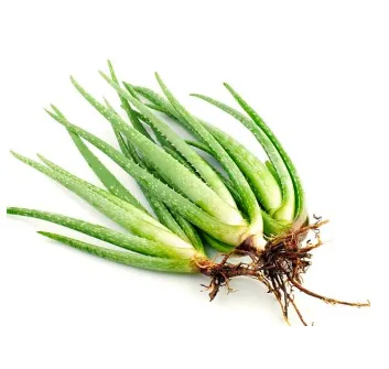 alovera%20tree%20hi%20brid%20big%20saij%20%2015%20pice%20with%205%20pice%20free%20-%20Image%202