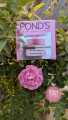 POND'S Bright Beauty Anti-Spot Serum Cream with Niacinamide and SPF 15 PA++, Fades Dark Spots 35gm. 